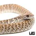 Red Coachwhip Snakes (Masticophis flagellum piceus) For Sale - Underground Reptiles