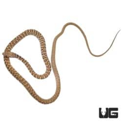 Red Coachwhip Snakes (Masticophis flagellum piceus) For Sale - Underground Reptiles