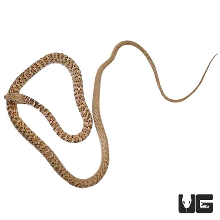 Red Coachwhip Snakes For Sale Underground Reptiles