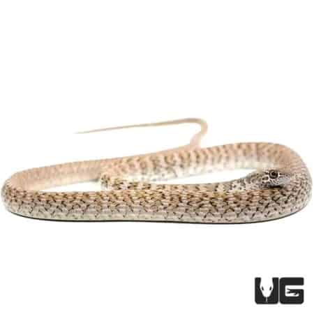Red Coachwhip Snakes (Masticophis flagellum piceus) For Sale - Underground Reptiles