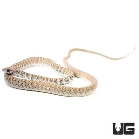 Red Coachwhip Snakes (Masticophis flagellum piceus) For Sale - Underground Reptiles