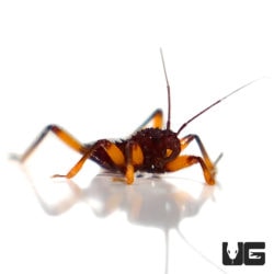 Red Spotted Assassin Bug (Platymeris laevicollis) For Sale - Underground Reptiles