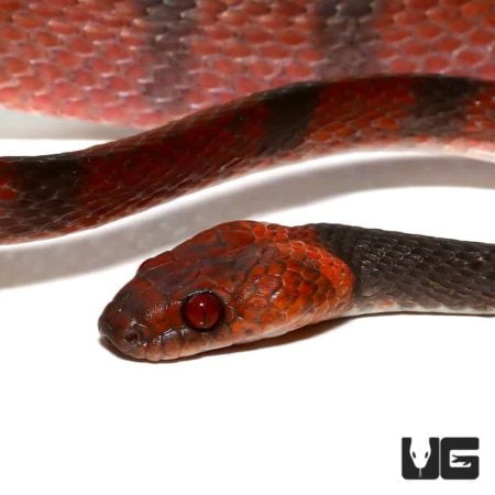 Red Vine Snakes For Sale - Underground Reptiles