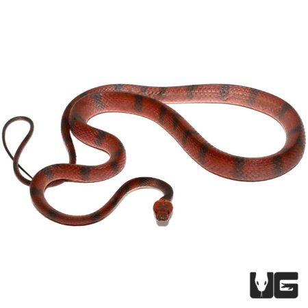 Red Vine Snakes For Sale - Underground Reptiles
