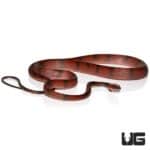 Red Vine Snakes For Sale - Underground Reptiles