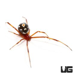Red Widow Spider (Latrodectus bishopi) For Sale - Underground Reptiles