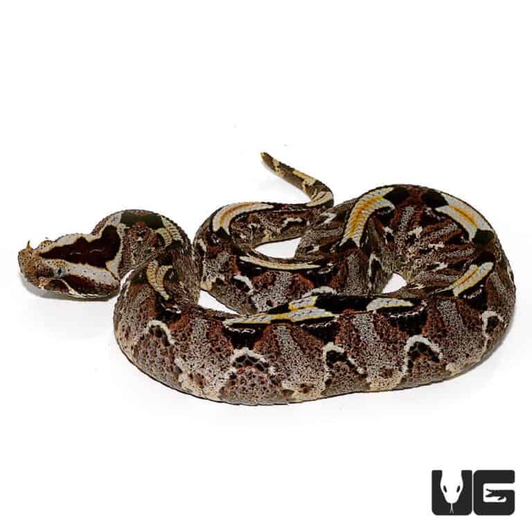 rhinoceros viper for sale rhinoceros viper for sale