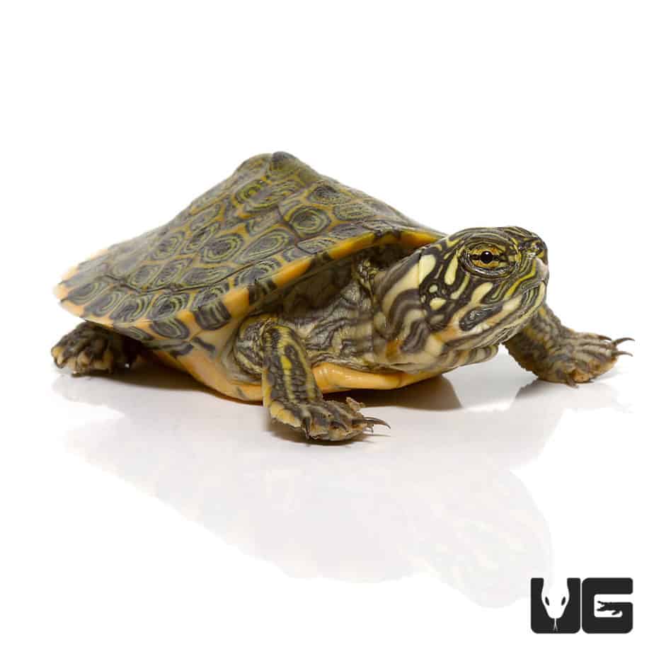 Baby Rio Grande River Cooter For Sale - Underground Reptiles
