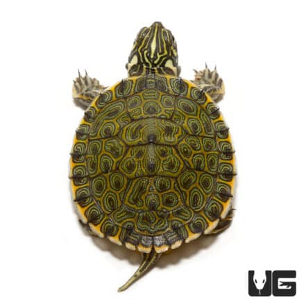 Baby Rio Grande River Cooter For Sale - Underground Reptiles