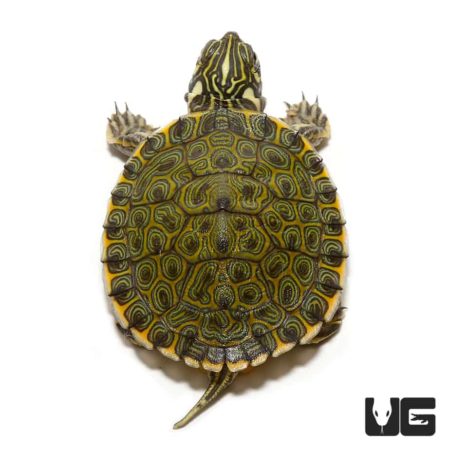 Baby Rio Grande Gorgzugi River Cooter Turtles (Pseudemys gorgzugi) For ...