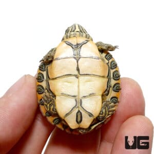 Baby Rio Grande River Cooter For Sale - Underground Reptiles