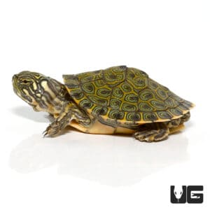 Baby Rio Grande River Cooter For Sale - Underground Reptiles