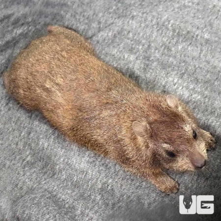 Rock Hyrax For Sale - Underground Reptiles