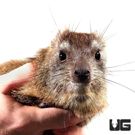 Rock Hyrax For Sale - Underground Reptiles