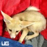 Ruppell's Foxes For Sale - Underground Reptiles
