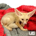 Ruppell's Foxes For Sale - Underground Reptiles