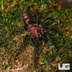 Rurrenabaque Curtain Web Spider (Diplura sp. rurrenabaque) For Sale - Underground Reptiles