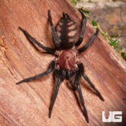 Rurrenabaque Curtain Web Spider (Diplura sp. rurrenabaque) For Sale - Underground Reptiles