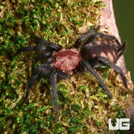 Close-up of a Rurrenabaque curtain web spider on mossy tree bark.