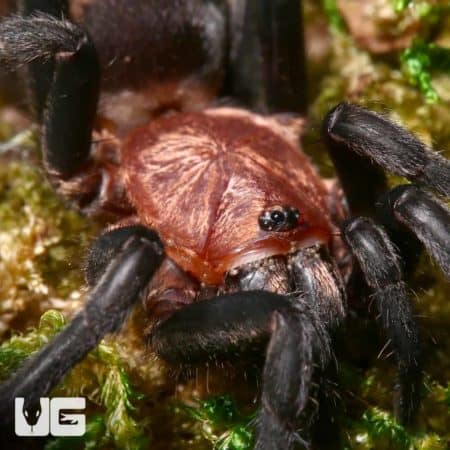 Rurrenabaque Curtain Web Spider (Diplura sp. rurrenabaque) For Sale - Underground Reptiles