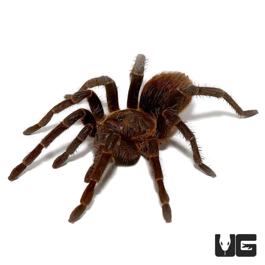 Rusty Bird Eating Tarantula (acanthoscurria ferina) For Sale ...