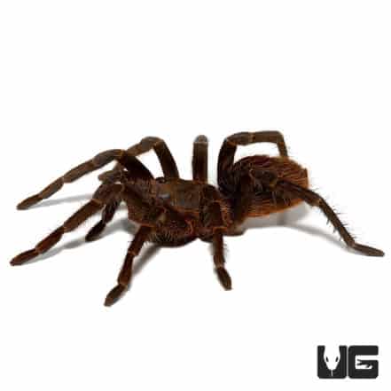 Rusty Bird Eating Tarantula (acanthoscurria ferina) For Sale ...