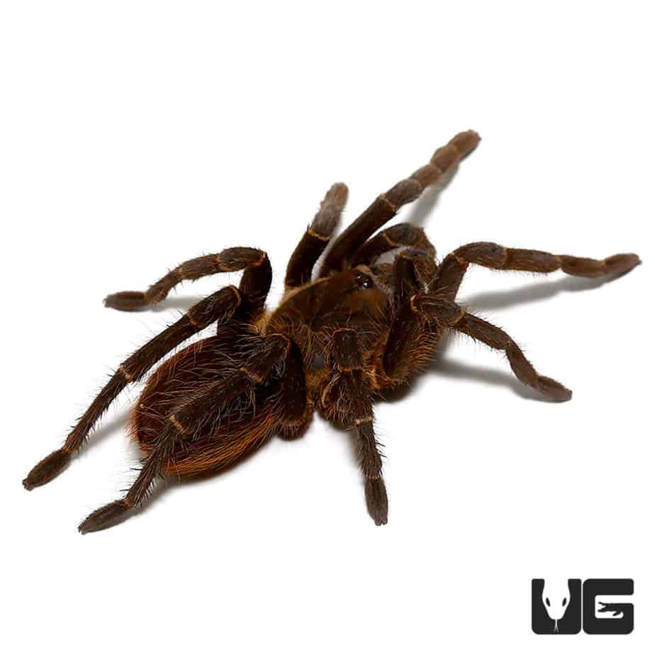 Rusty Bird Eating Tarantula (acanthoscurria ferina) For Sale