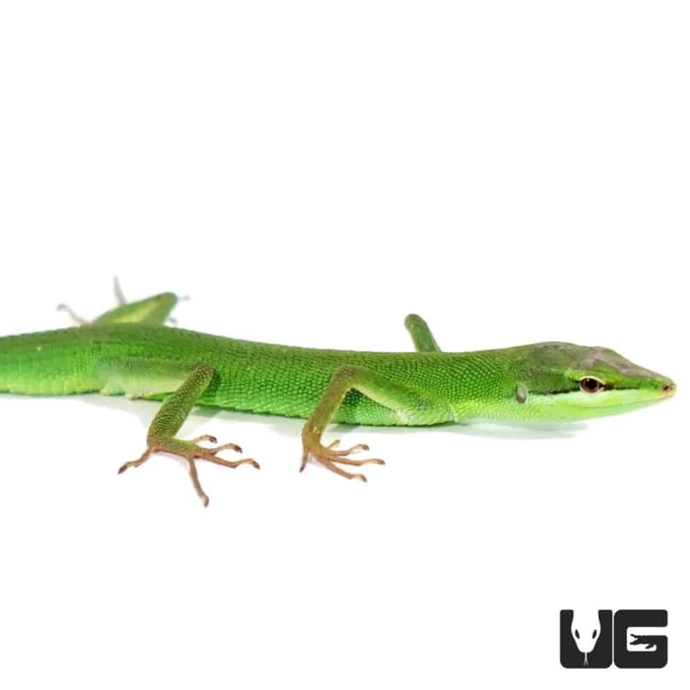 Sakishima Grass Lizards (Takydromus dorsalis) For Sale Underground