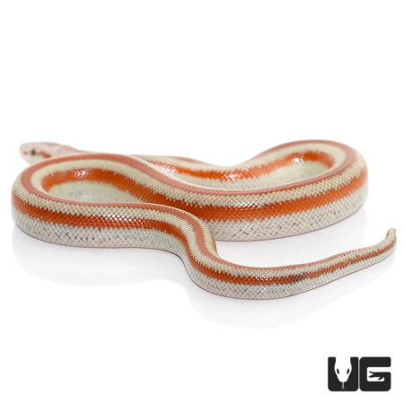 Baby San Matias Rosy Boas For Sale - Underground Reptiles