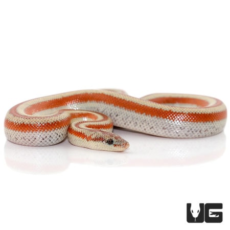 Baby San Matias Rosy Boas For Sale - Underground Reptiles