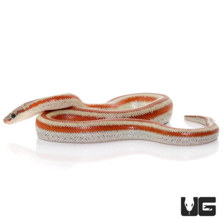 Baby San Matias Rosy Boas For Sale - Underground Reptiles