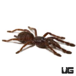 Sangihe Black Tarantula (Lampropelma Nigerrium) For Sale - Underground Reptiles