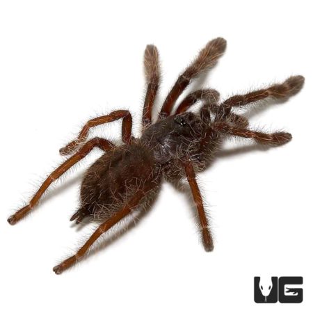 Sangihe Black Tarantula (Lampropelma Nigerrium) For Sale - Underground Reptiles