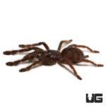 Sangihe Black Tarantula (Lampropelma Nigerrium) For Sale - Underground Reptiles