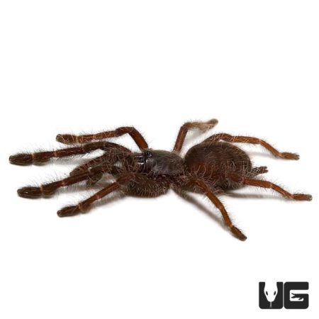 Sangihe Black Tarantula (Lampropelma Nigerrium) For Sale - Underground Reptiles