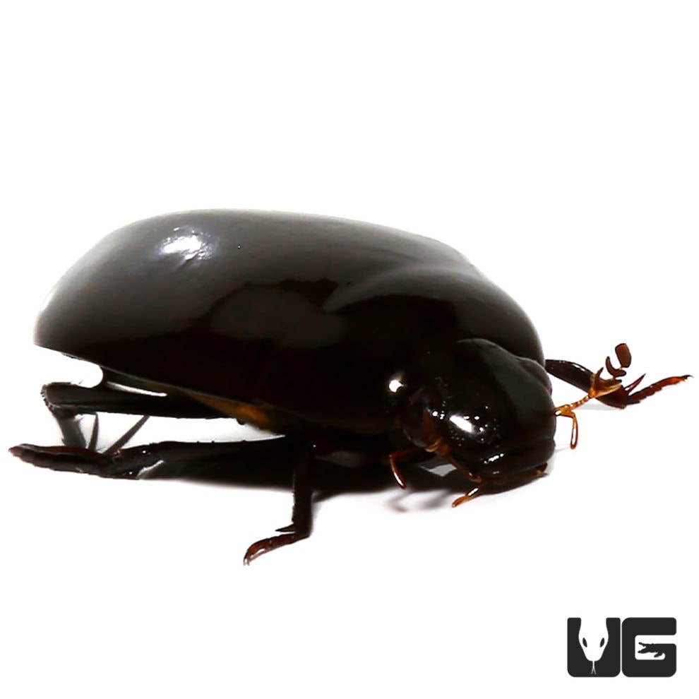Scavenger Diving Beetle Underground Reptiles