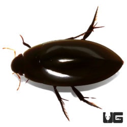 Scavenger Diving Beetle (Hydrophilidae) For Sale - Underground Reptiles
