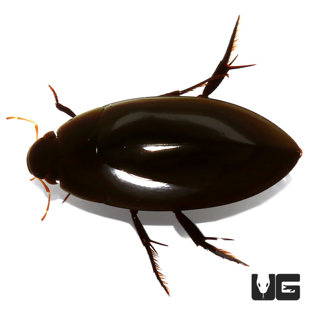 Scavenger Diving Beetle Underground Reptiles