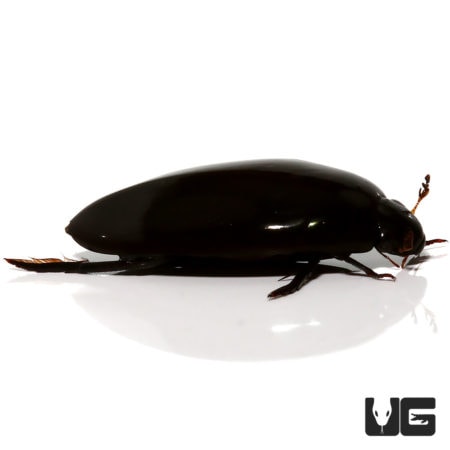 Scavenger Diving Beetle (Hydrophilidae) For Sale - Underground Reptiles
