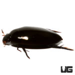 Scavenger Diving Beetle (Hydrophilidae) For Sale - Underground Reptiles