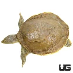Senegal Flapshell Turtles (Cyclanorbis senegalensis) For Sale - Underground Reptiles