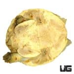 Senegal Flapshell Turtles (Cyclanorbis senegalensis) For Sale - Underground Reptiles