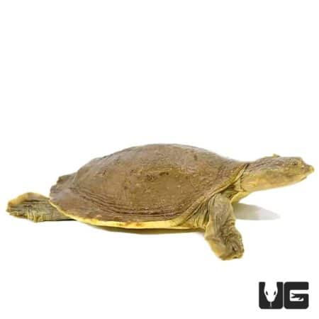 Senegal Flapshell Turtles (Cyclanorbis senegalensis) For Sale - Underground Reptiles
