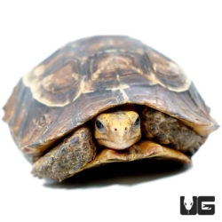 Serrated Hingeback Tortoises For Sale - Underground Reptiles