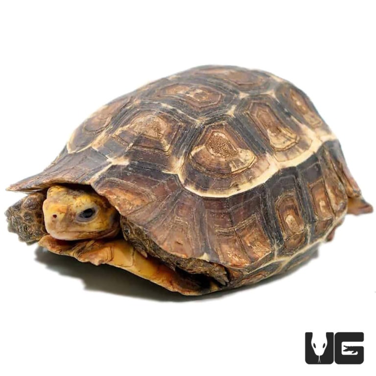 Serrated Hingeback Tortoise - Underground Reptiles