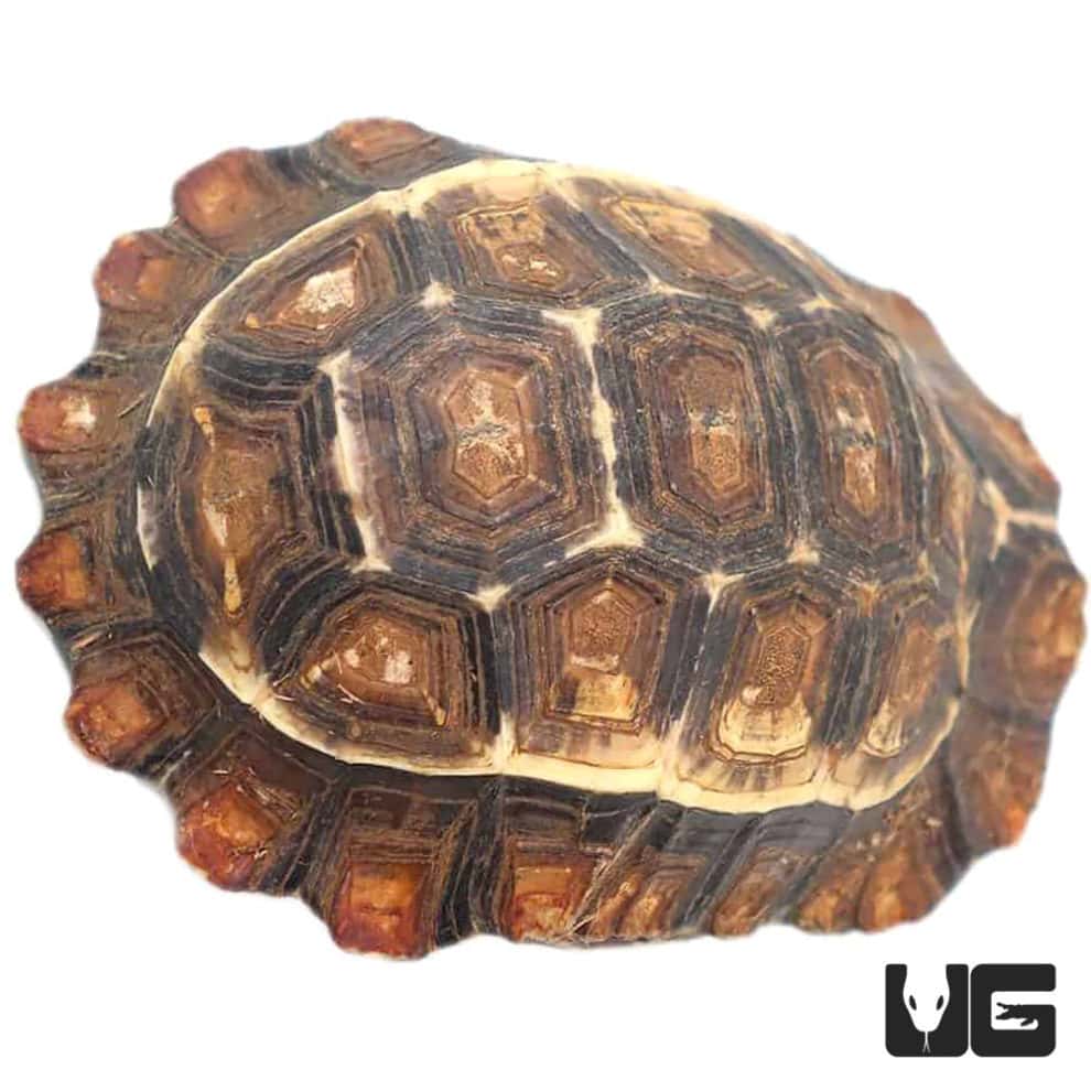 Serrated Hingeback Tortoise - Underground Reptiles