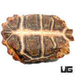 Serrated Hingeback Tortoises For Sale - Underground Reptiles