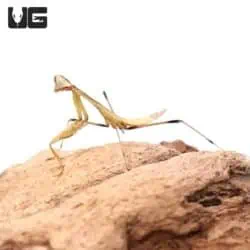 Shield Mantis (Rhombodera basalis) For Sale - Underground Reptiles