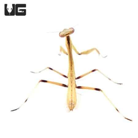 Shield Mantis (Rhombodera basalis) For Sale - Underground Reptiles