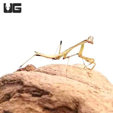 Shield Mantis (Rhombodera basalis) For Sale - Underground Reptiles